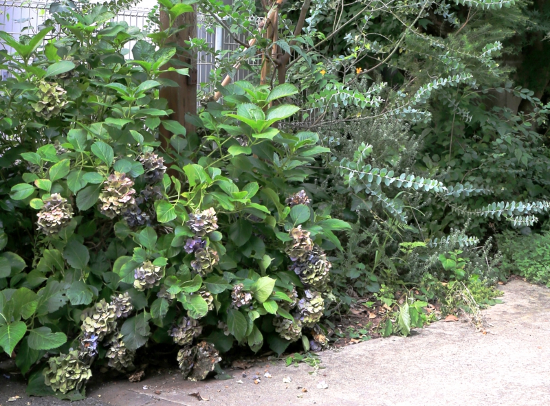 ブロカント　庭