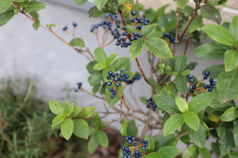 ブロカント　庭