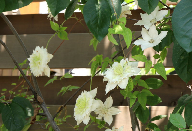 ブロカント　庭